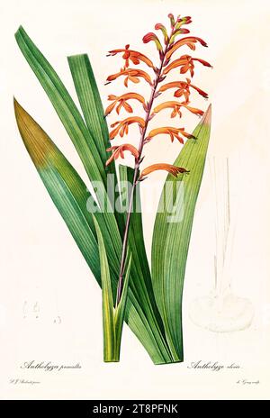 Old illustration of  Small Cobra Lily (Chasmanthe aethiopica). Les Liliacées, By P. J. Redouté. Impr. Didot Jeune, Paris, 1805 - 1816 Stock Photo
