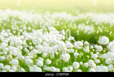 The Arctic cotton grass Eriophorum field in Kamchatka. Horizontal shot on soft sunlight Stock Photo