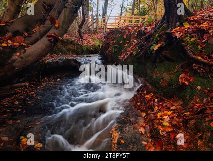Meandering streams and small waterfalls through autumn woodland on the high weald in east Sussex south east England UK Stock Photo