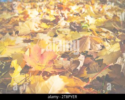 Beautiful colorful autumnal leaves on the ground. Red, yellow, orange maple leaves fallen at the city park. Fall, Halloween, Thanksgiving vibes. Stock Photo