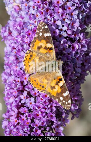 Painted lady butterfly (Vanessa cardui) on purple buddleja flower - UK Stock Photo