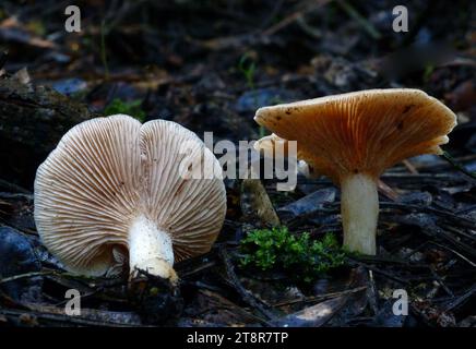 Paxillus, Paxillus involutus, commonly known as the brown roll-rim, common roll-rim, or poison pax, is a basidiomycete fungus widely distributed across the Northern Hemisphere. It has been unintentionally introduced to Australia, New Zealand, and South America, where it has likely been transported in soil with European trees Stock Photo