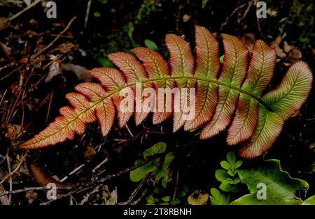 Kiokoi. New Zealand fern, Blechnum novae-zelandiae, commonly known as palm-leaf fern or kiokio, is a species of fern found in New Zealand. It can often be found growing in clay soil on embankments and roadsides Stock Photo