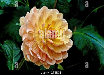 Margaret Haggo. Dalhia, Dahlia Margaret Haggo (Dahlia). This genus has upright and bushy, early summer and early autumn flowering, tuberous, deciduous annuals and perennials. They bear pinnatifid or pinnatisect, mid green leaves and disc-shaped flowers Stock Photo