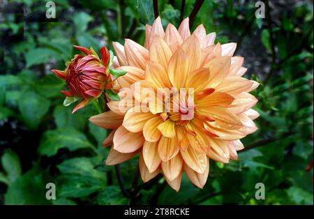 Orange Ruby. Dahlia, Dahlia plants are amazing, another example of horticultural magic. The dinner plate types can grow a full metre high in just a few months while producing blooms almost 30 cm across Stock Photo