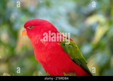 The chattering lory has a red body and a yellow patch on the mantle. The wings and thigh regions are green and the wing coverts are yellow. The tail i Stock Photo