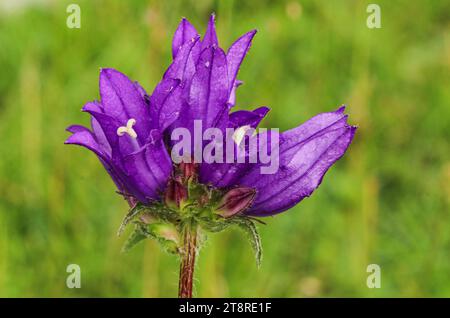 Clustered Bellflower, Dane's blood (Campanula glomerata), swiss jura Stock Photo