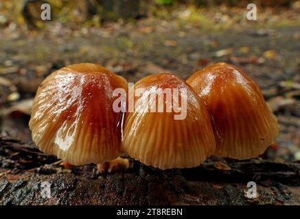 Mycena, Mycena is a large genus of small saprotrophic mushrooms that are rarely more than a few centimeters in width. They are characterized by a white spore print, a small conical or bell-shaped cap, and a thin fragile stem Stock Photo