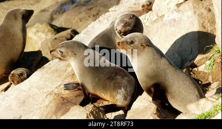 Seal pups. (gang of three), The most common seal on the New Zealand mainland is the New Zealand fur seal which breeds around the South Island and as far north as the Coromandel Peninsula on the North Island with males occasionally found north of Auckland, New Zealand. Fur seals were hunted by both Maori and Europeans and were close to extinction by the mid-1800s. After protection in the 1890s, the population has recovered well and is likely to be in excess of 50 000 and increasing as they continue to spread north. Fur seals are a grey to dark brown colour with adult males much larger Stock Photo