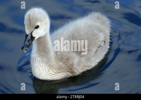 Black swan. Cygnet. (Cygnus atratus), Baby swans are known as 'cygnets,' a word derived from the Latin word for swan, 'cygnus.' Cygnets are easily distinguished from adults, as they are much smaller and are usually covered in a gray downy coat Stock Photo