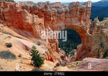 Natural Bridge. Bryce Canyon Utah, Natural Bridge is one of several natural arches in Bryce Canyon and creates a beautiful scene at this viewpoint. This arch is sculpted from some of the reddest rock of the Claron Formation (rich in iron oxide minerals). This viewpoint is on the main road within Bryce Canyon National Park, approximately a 15-20 minute drive south of the Lodge Stock Photo