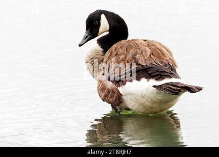 Canada Goose. (Branta canadensis), The Canada goose (Branta canadensis) is a large wild goose species with a black head and neck, white patches on the face, and a brown body. Native to arctic and temperate regions of North America, its migration occasionally reaches northern Europe. It has been introduced to the United Kingdom, New Zealand, Argentina, Chile, and the Falkland Islands Stock Photo