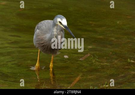 The white-faced heron (Egretta novaehollandiae), The white-faced heron is New Zealand's most common heron, despite being a relatively new arrival to this country. It is a tall, elegant, blue-grey bird that can be seen stalking its prey in almost any aquatic habitat, including damp pasture and playing fields. Because it occupies space also shared with people it is usually well habituated to their presence, and may allow close approach Stock Photo