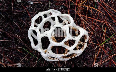 White basket fungus (Ileodictyon cibarium), Ileodictyon cibarium is a saprobic species of fungus in the family Phallaceae. It is found in Australia and New Zealand, where it commonly known as the basket fungus or the white basket fungus, alluding to the fruit bodies that are shaped somewhat like a round or oval ball with interlaced or latticed branches. While the immature volvae are edible, the mature fruit body is foul-smelling and covered with a slime layer containing spores on the inner surfaces Stock Photo