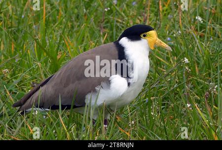 Spur winged plover. (Vanellus miles), The masked lapwing (Vanellus miles), also known as the masked plover and often called the spur-winged plover or just plover in its native range, is a large, common and conspicuous bird native to Australia, particularly the northern and eastern parts of the continent, New Zealand and New Guinea. It spends most of its time on the ground searching for food such as insects and worms and has several distinctive calls Stock Photo