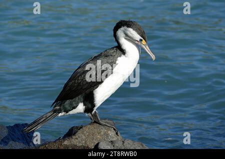Pied shag. (Phalacrocorax varius), The Australian pied cormorant, Phalacrocorax varius, also known as the pied cormorant, pied shag, or great pied cormorant, is a medium-sized member of the cormorant family. It is found around the coasts of Australasia. In New Zealand it is usually known either as the pied shag or by its Māori name of Kāruhiruhi. Older sources may refer to it as the 'yellow-faced cormorant Stock Photo