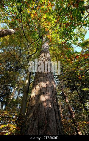 tall tree trunk in woodland setting, norfolk, england Stock Photo