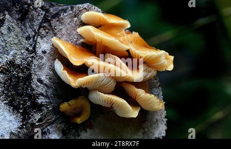 Flammulina velutipes, This small to medium sized saprobic fungus fruits in dense clusters during winter on both exotic and indigenous fallen or standing wood. Has a sticky pale yellow to rosy-orange brown cap darker in the centae; with a distinctively velvety stem that darkens from the base upward; without a ring and having attached, close gills Stock Photo