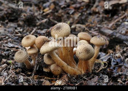 Pholiota squarrosa, Pholiota squarrosa, commonly known as the shaggy scalycap, the shaggy Pholiota, or the scaly Pholiota, is a species of mushroom in the Strophariaceae family. Common in North America and Europe, it is often an opportunistic parasite, and has a wide range of hosts among deciduous trees, although it can also infect conifers. It can also live as a saprobe, deriving nutrients from decomposing wood. The mushroom is typically found growing in clusters at the base of trees and stumps. Stock Photo