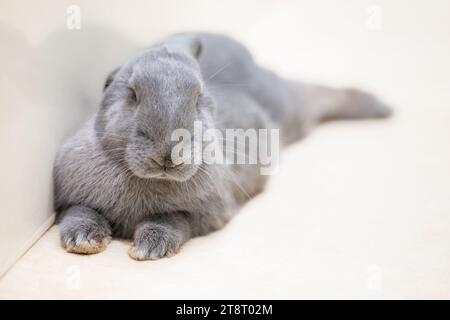 A large grey rabbit with ears down resting Stock Photo