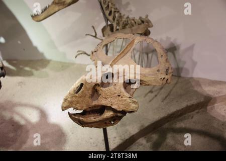 Protoceratops Skull, Land Bank Exhibition Hall, National Taiwan Museum. Taipei, Taiwan Stock Photo