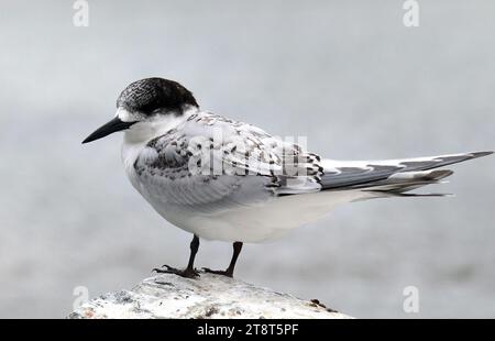 White fronted tern, Sterna striata Stock Photo