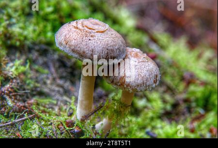 Inocybe sp, Inocybe geophylla, commonly known as the earthy inocybe, common white inocybe or white fibercap, is a poisonous mushroom of the genus Inocybe. It is widespread and common in Europe and North America, appearing under both conifer and deciduous trees in summer and autumn Stock Photo