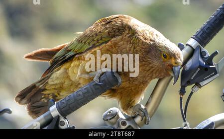 Kea. New Zealand Alpine parrot, (Nestor notabilis Stock Photo