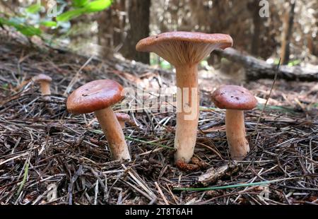 Lactarius rufus, Lactarius rufus is a common, medium-sized member of the mushroom genus Lactarius, whose many members are commonly known as milkcaps. Known by the common name of the rufous milkcap. It is dark brick red in color, and grows with pine or birch trees Stock Photo