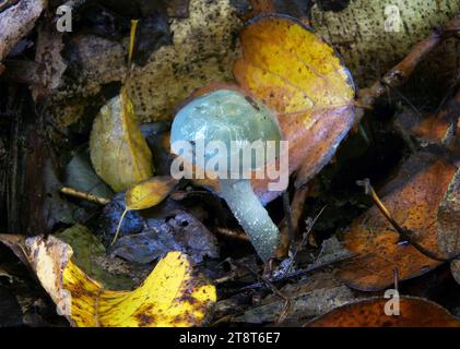 Stropharia aeruginosa, commonly known as the verdigris agaric, is a medium-sized green, slimy woodland mushroom, found on lawns, mulch and woodland from spring to autumn Stock Photo