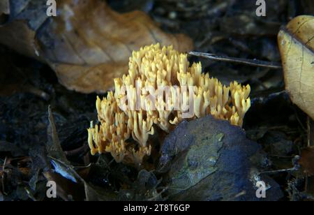 Ramaria flava, The genus Ramaria comprises approximately 200 species of coral fungi. Several, such as Ramaria flava, are edible and picked in Europe Stock Photo