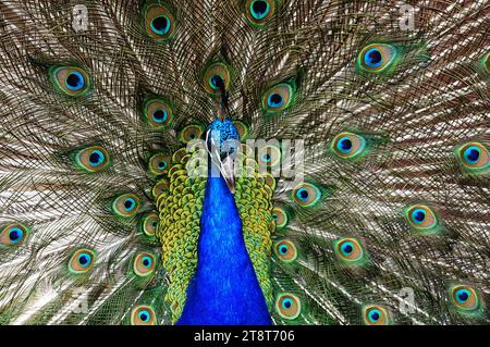 Peacocks are large, colorful blue pheasants known for their iridescent ...