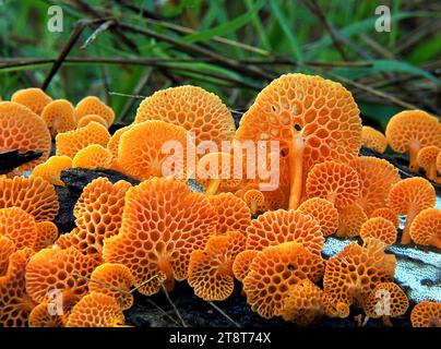 Orange pore fungus, Favolaschia calocera Stock Photo