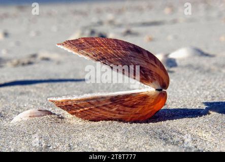 Pac Man look alike?, Although many small edible bivalves are loosely called cockles, true cockles are species in the family Cardiidae. True cockles live in sandy, sheltered beaches throughout the world. The distinctive rounded shells are bilaterally symmetrical, and are heart-shaped when viewed from the end Stock Photo