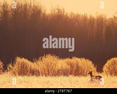 Red deer in a warm sunrise Stock Photo