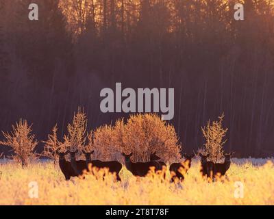 Group of red deer in a frosty sunrise Stock Photo