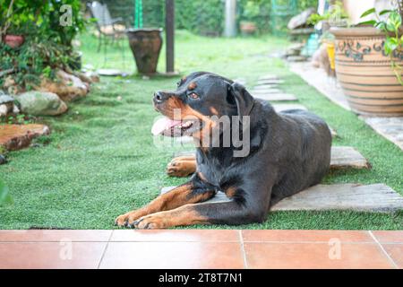 Pet dog Rottweiler sitting down happily in house garden. Stock Photo