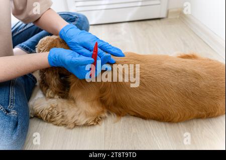 A woman applies flea and tick treatment to her dog's fur. View from above. Stock Photo