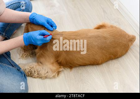 A woman applies flea and tick drops to the withers of a dog. Animal care concept. View from above Stock Photo