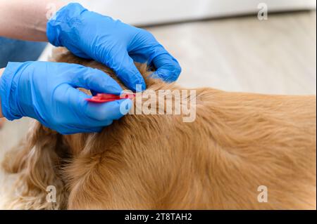 A woman applies flea and tick treatment to her dog's fur. View from above. Close-up. Stock Photo