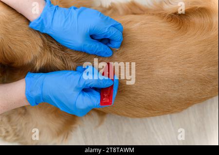 A woman applies flea and tick treatment to her dog's fur. View from above. Close-up. Stock Photo
