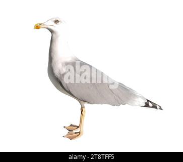 Seagull standing on its feet, seabird, close-up isolated on white background with clipping path. Stock Photo