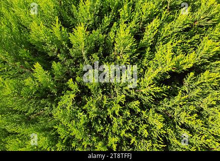Thuja, decorative tree branches of shrub close-up, background of plant. Stock Photo