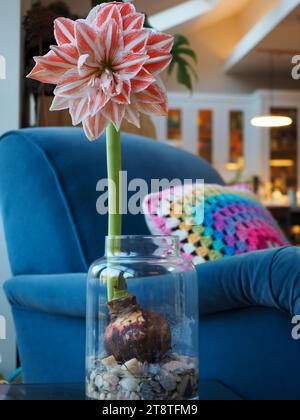 Amaryllis or Hippeastrum 'Dancing Queen' flower grown from the bulb in a glass jar on pebbles Stock Photo