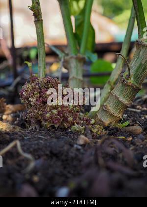 Close up of leafy gall or crown gall (plant bacterial infection by Rhodococcus fascians or Agrobacterium tumefaciens) at the base of dahlia stems Stock Photo