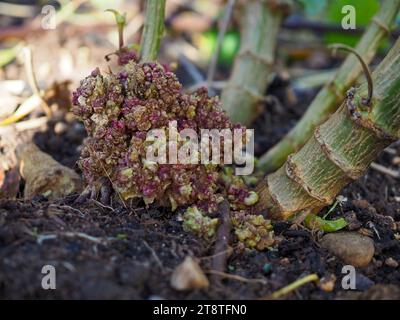 Close up of leafy gall or crown gall (plant bacterial infection by Rhodococcus fascians or Agrobacterium tumefaciens) at the base of dahlia stems Stock Photo