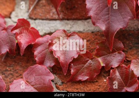 Parthenocissus tricuspidata,Boston ivy, grape ivy, and Japanese ivy, and also as Japanese creeper,woodbine on a red brick wall Stock Photo