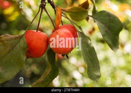 malus prunifolia,  plumleaf crab apple, plum-leaved apple, pear-leaf crabapple, Chinese apple and Chinese crabapple close up in the autumn garden Stock Photo