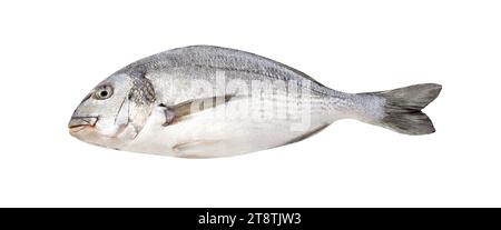 Dorada, whole fresh raw fish, source of omega 3, isolated on white background with clipping path Stock Photo