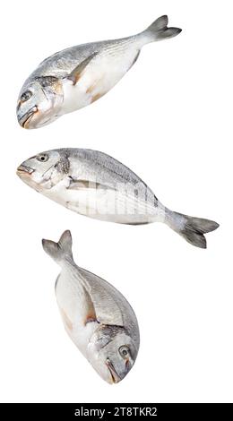 Dorada, whole fresh raw fish, three pieces, falling, hanging, flying, soaring, isolated on white background Stock Photo